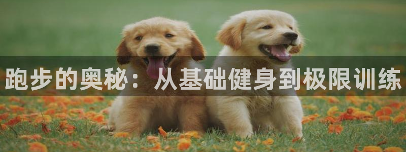 杏鑫平台注册：跑步的奥秘：从基础健身到极限训练