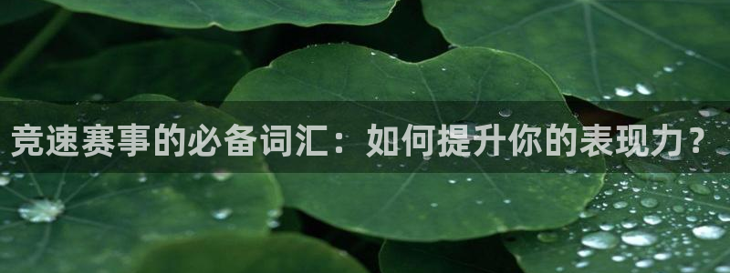 杏鑫3代理：竞速赛事的必备词汇：如何提升你的表现力？