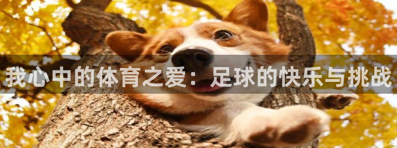 杏鑫集团股票：我心中的体育之爱：足球的快乐与挑战